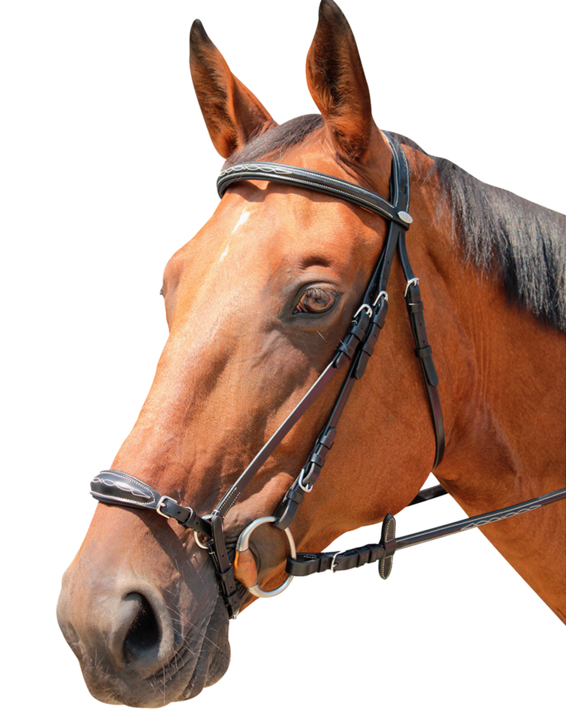 KENTAUR - Clarksville Bridle