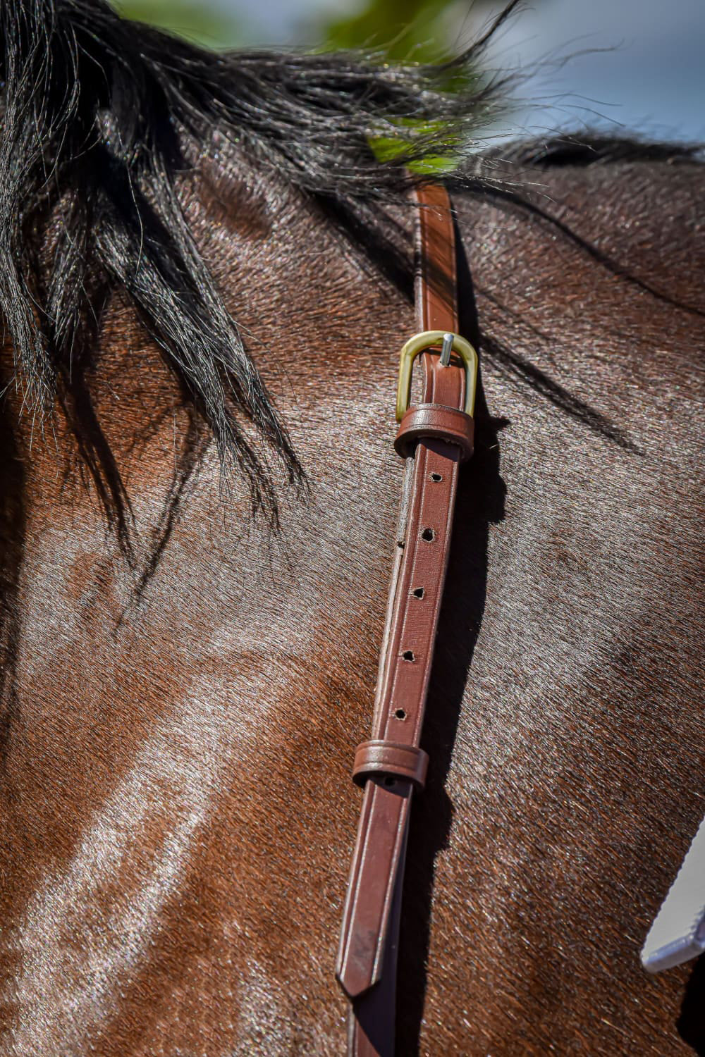 KENTAUR - Capri Breastplate