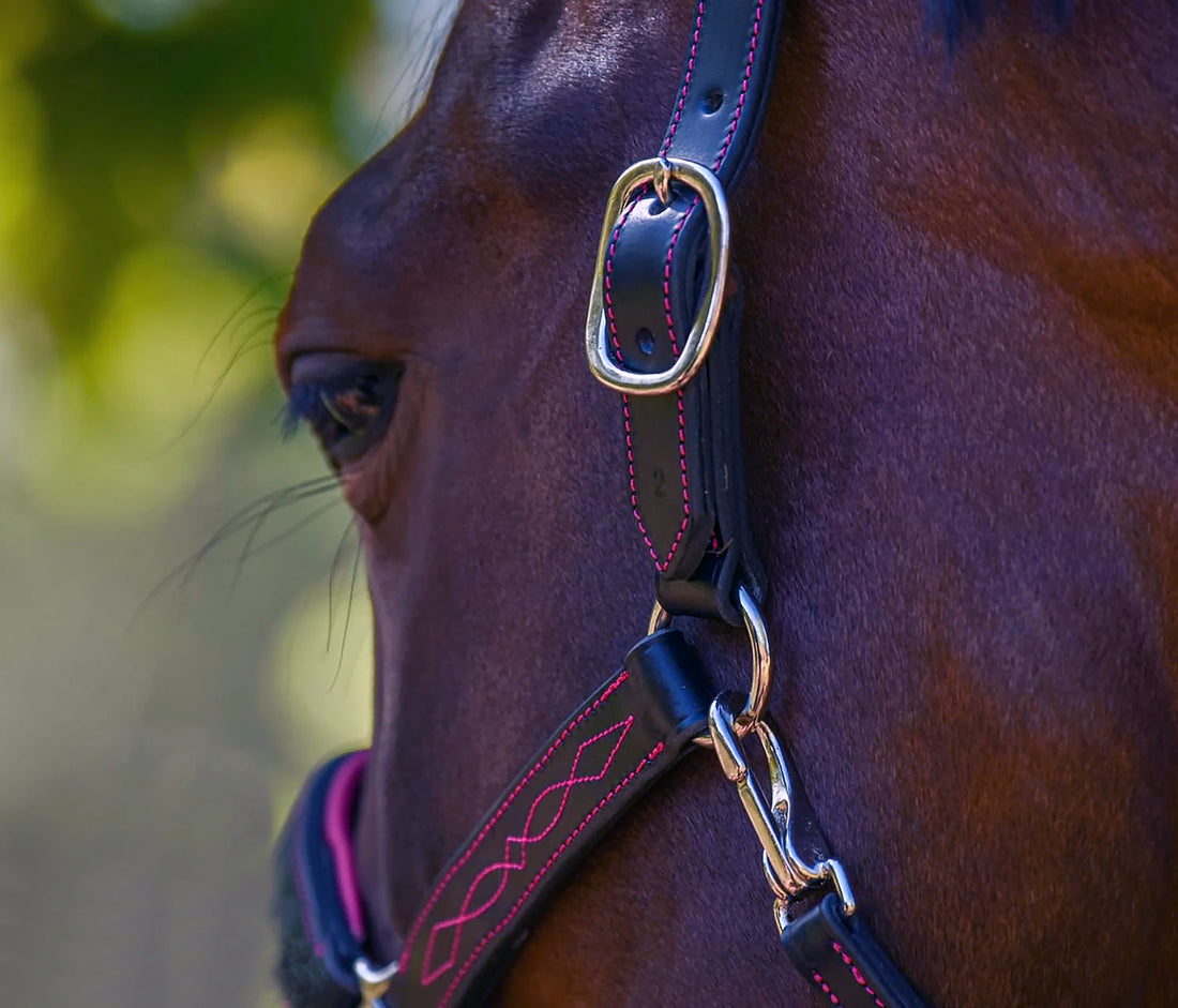 KENTAUR - Leather Halter with Colour