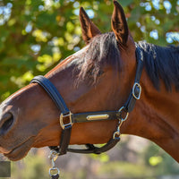 KENTAUR - Anatomical Leather Halter with Name Plate