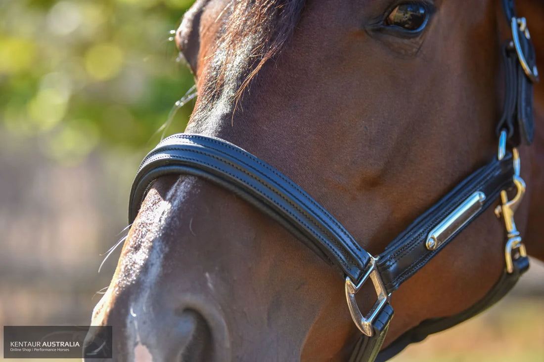 KENTAUR - Anatomical Leather Halter with Name Plate