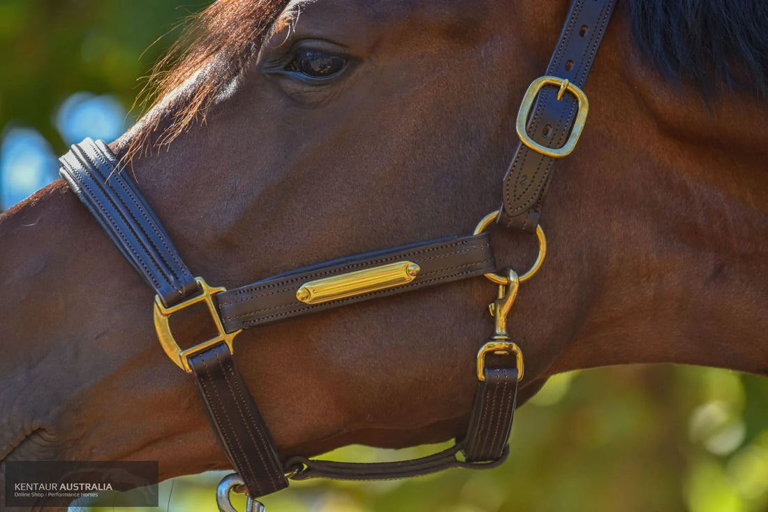 KENTAUR - Anatomical Leather Halter with Name Plate