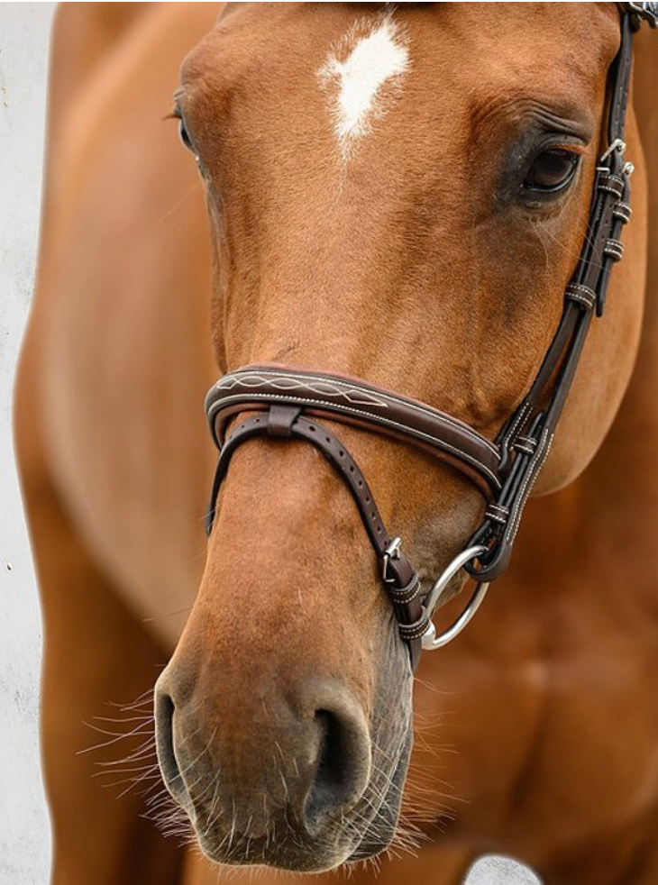 PS OF SWEDEN - Stockholm Bridle