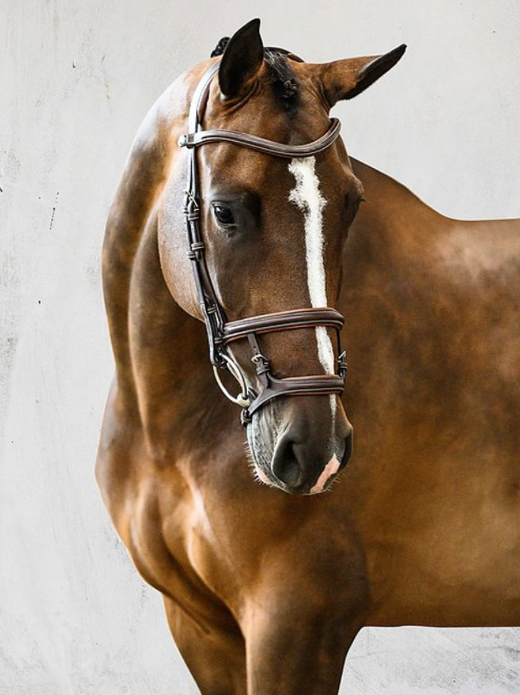 PS OF SWEDEN - Paris Bridles