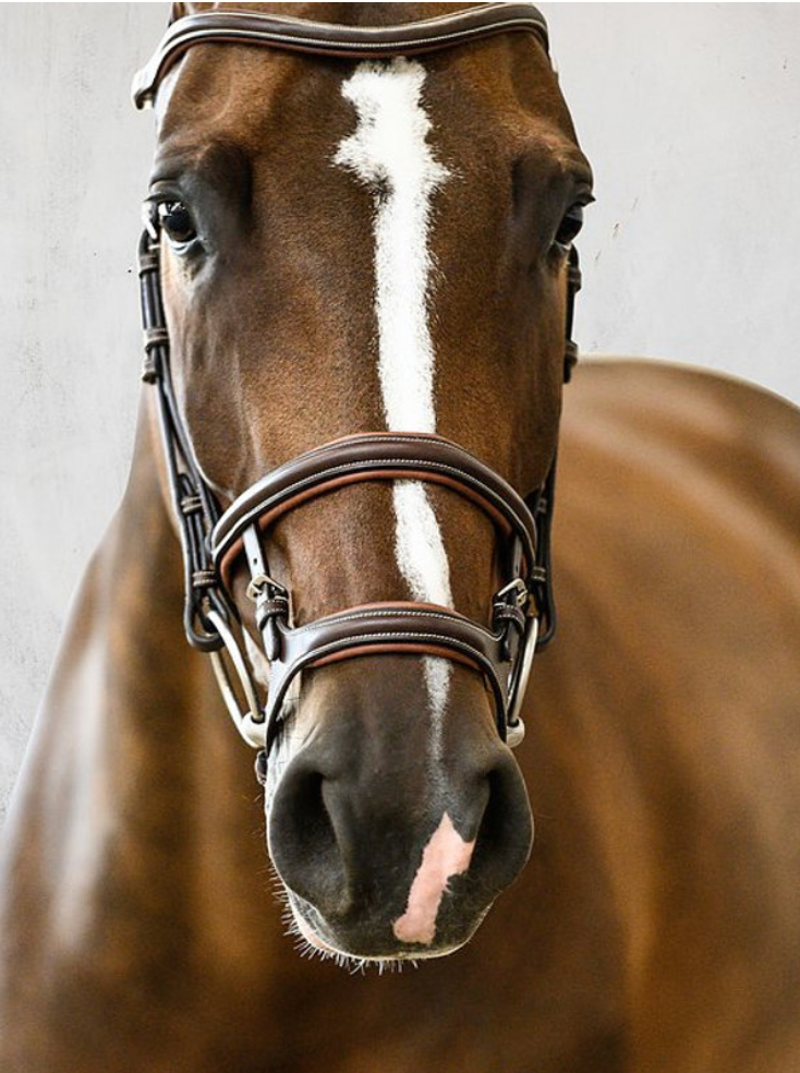 PS OF SWEDEN - Paris Bridles