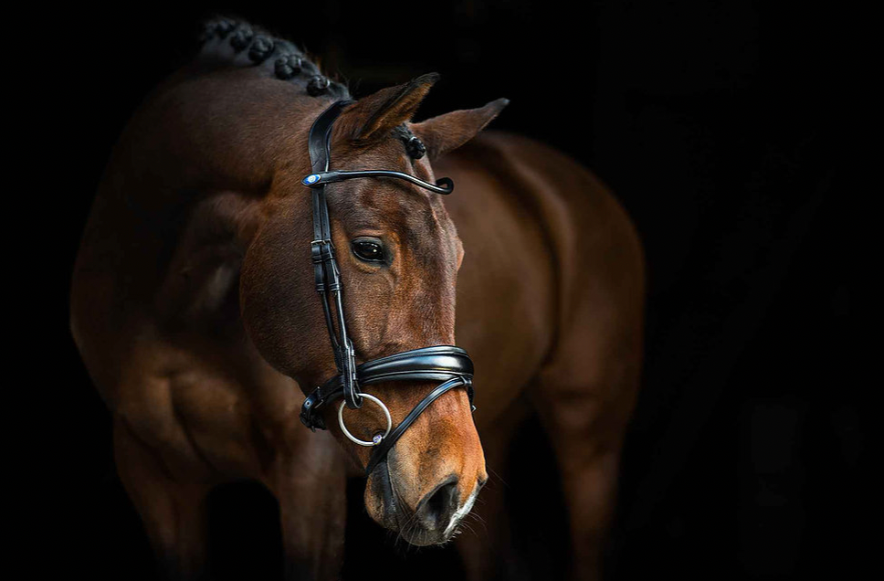 PS OF SWEDEN - GP Bridles