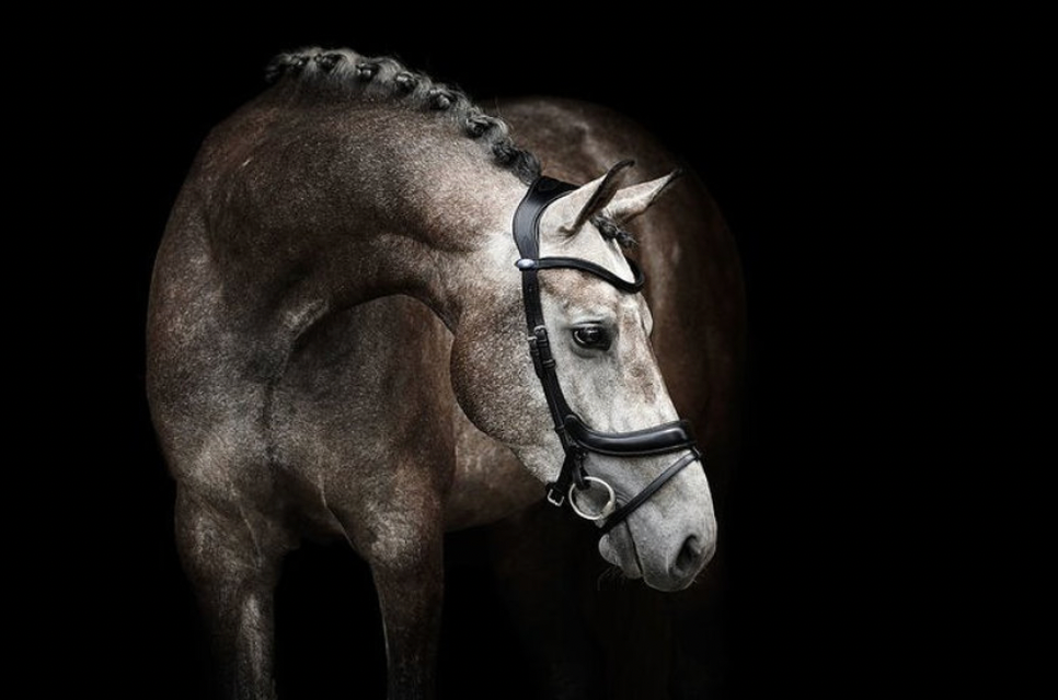 Ps of sweden online bridle