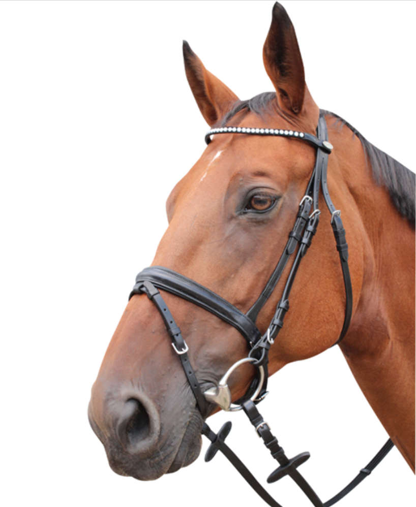 KENTAUR - Springfield Bridle