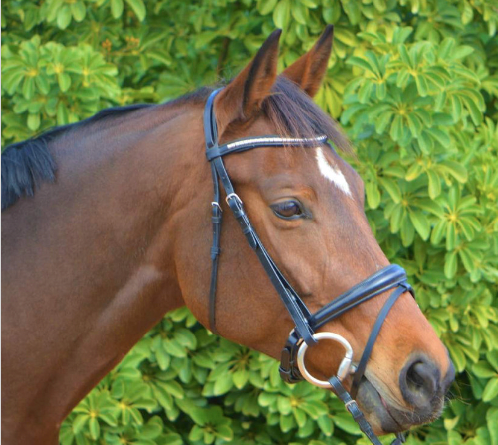 KENTAUR - Griffin Bridle