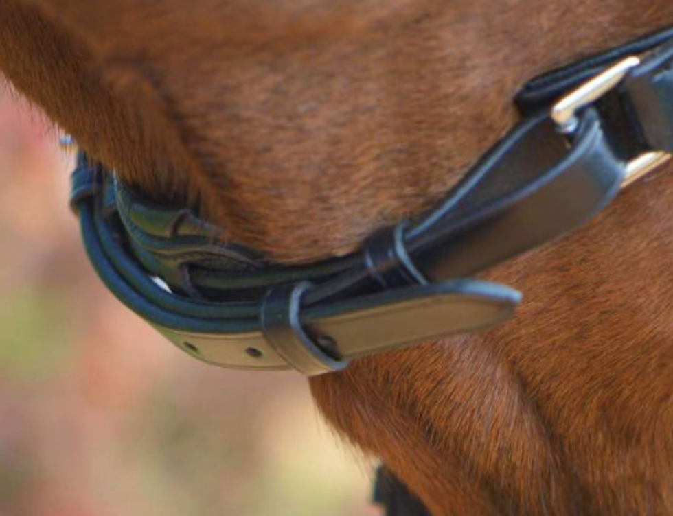 KENTAUR - Griffin Bridle