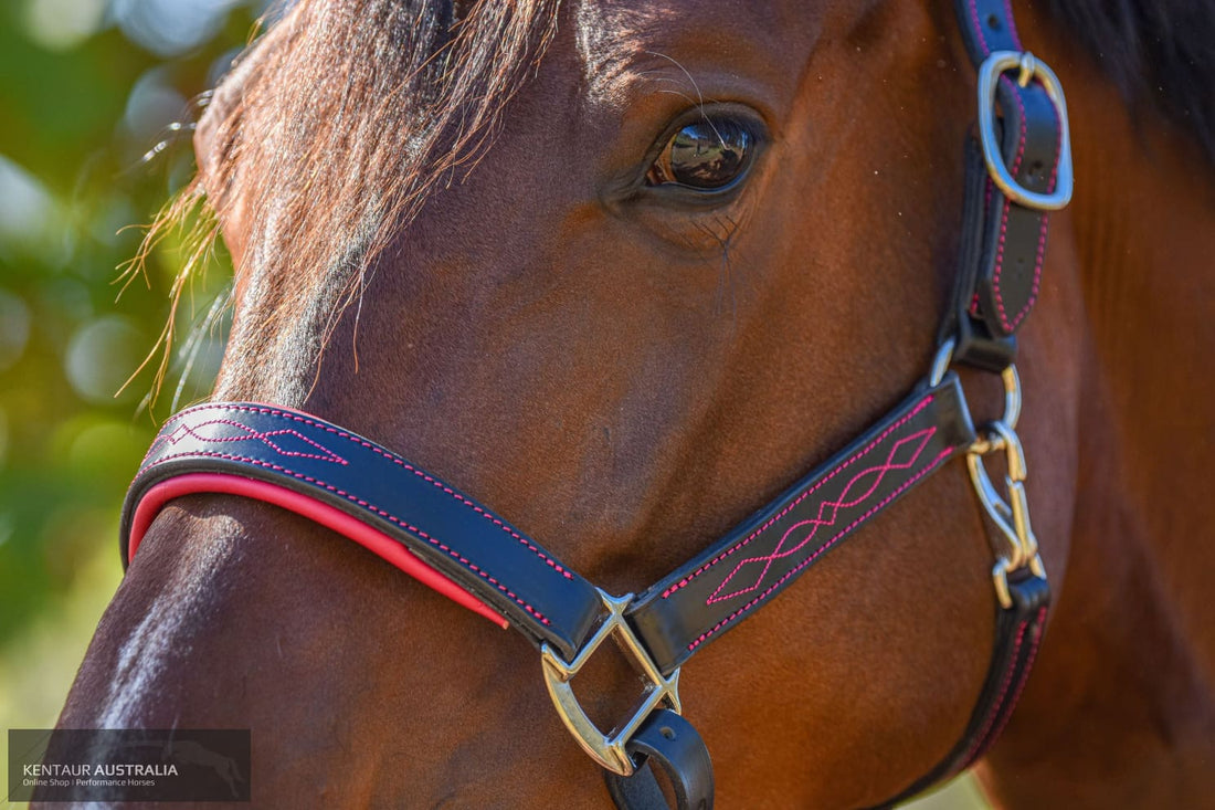 KENTAUR - Leather Halter with Colour