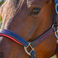 KENTAUR - Leather Halter with Colour