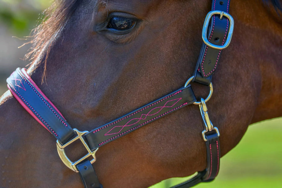 KENTAUR - Leather Halter with Colour