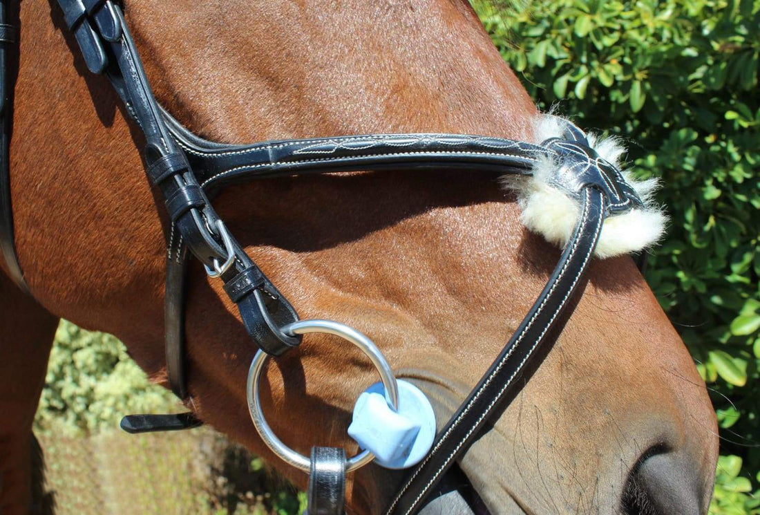 KENTAUR - Knoxville Bridle