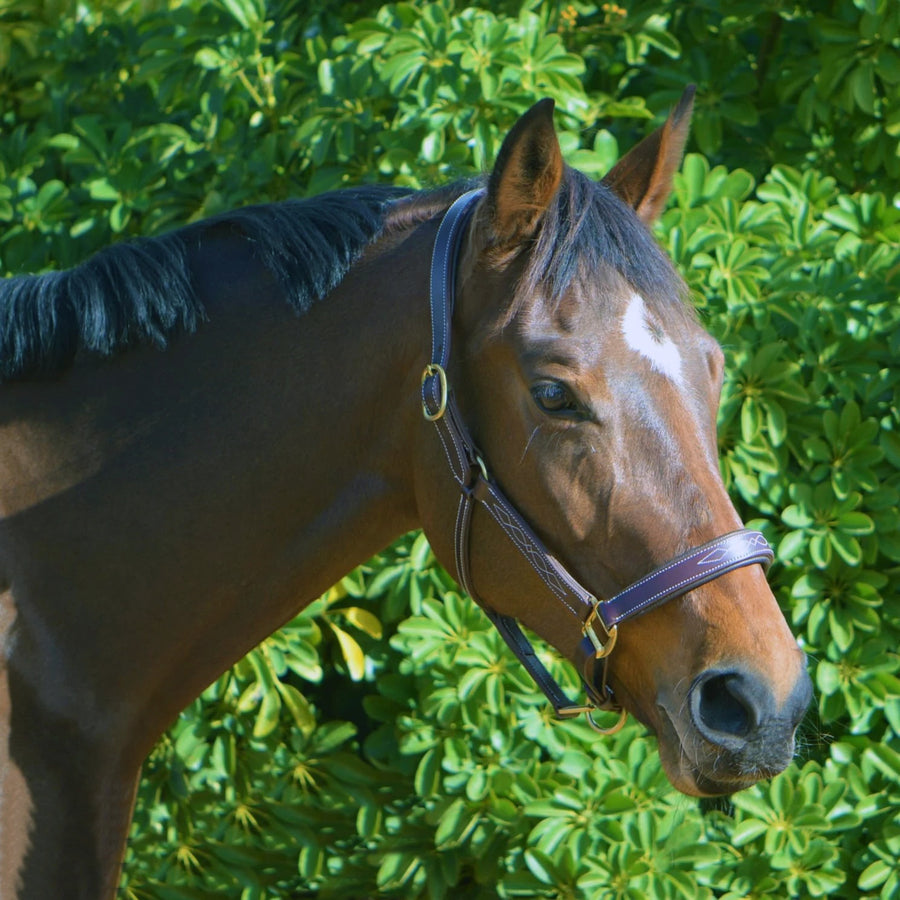 KENTAUR - Leather Halter with Decorative Stitching