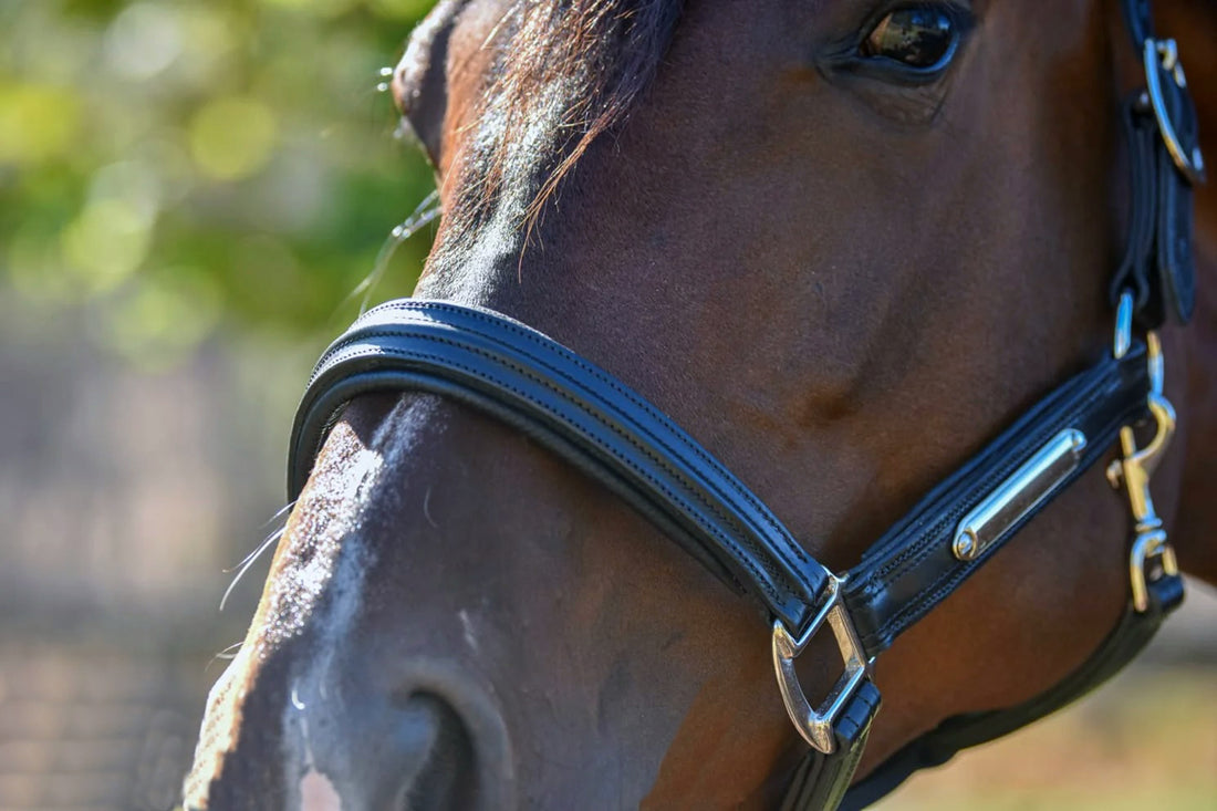 KENTAUR - Leather Halter with Name Plate