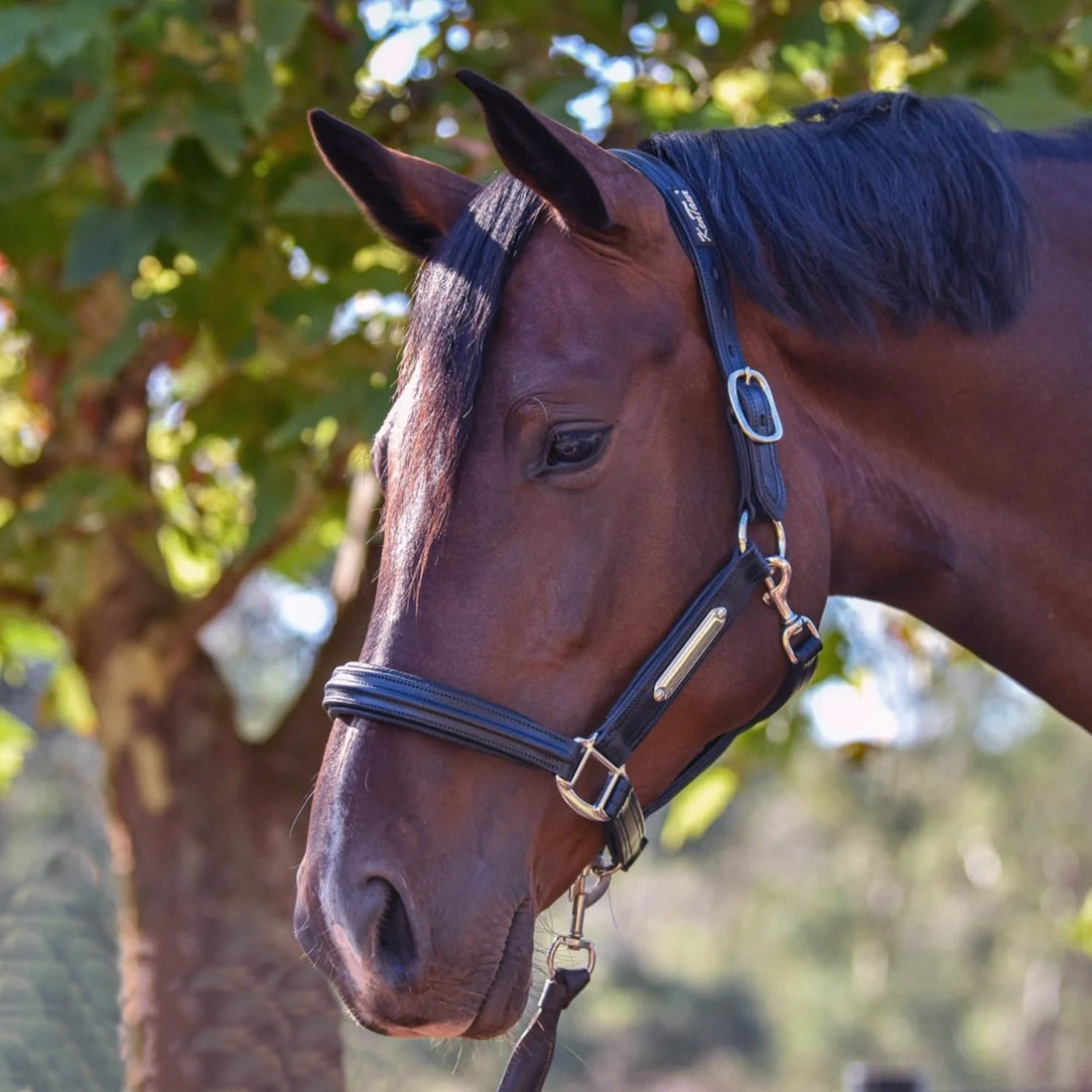 KENTAUR - Leather Halter with Name Plate