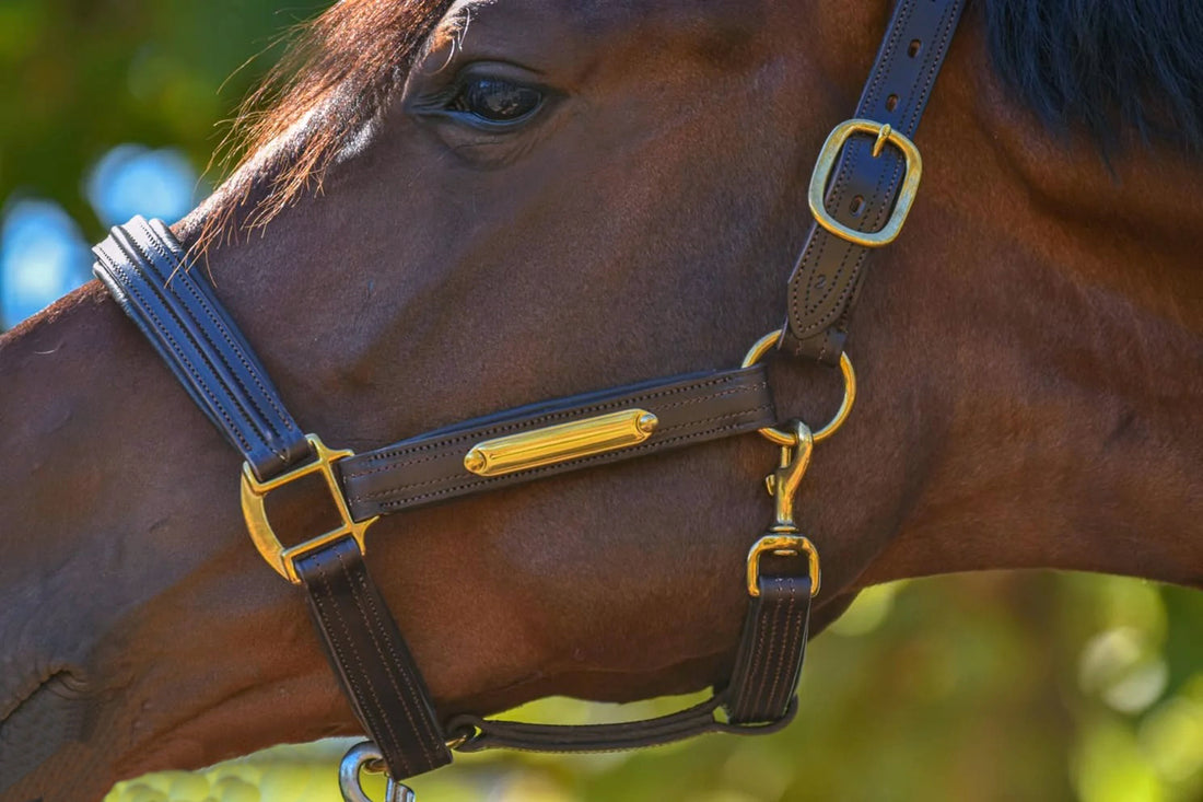 KENTAUR - Leather Halter with Name Plate